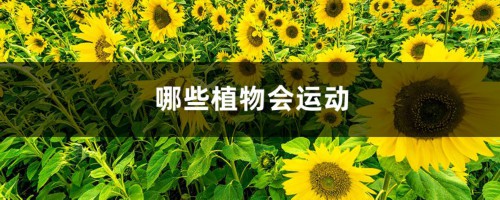 哪些植物会运动