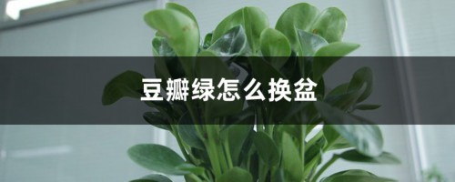 豆瓣绿怎么换盆