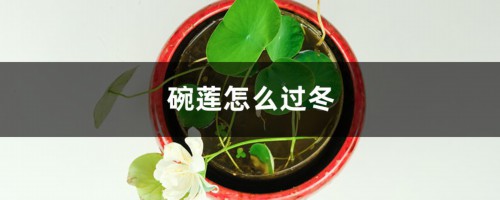 碗莲怎么过冬，多少度会冻死