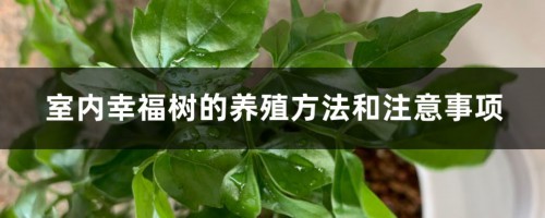 幸福树怎么养殖方法，掉叶子怎么办