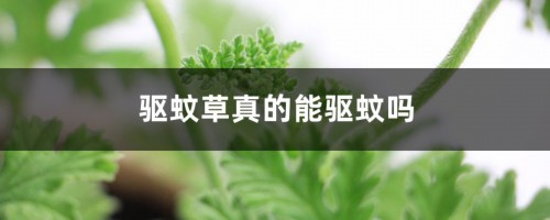 驱蚊草真的能驱蚊吗