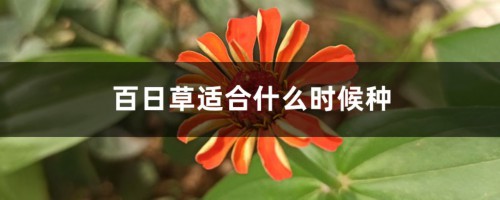 百日草适合什么时候种