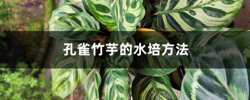 孔雀竹芋的水培方法