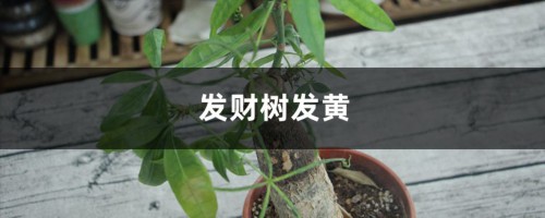 发财树叶子发黄什么原因，怎么救治