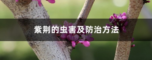 紫荆的虫害及防治方法