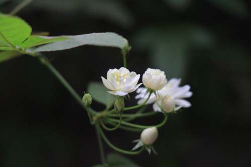 万里香花图欣赏