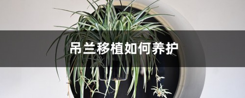 吊兰移植如何养护