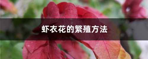 虾衣花的繁殖方法